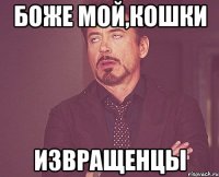 Боже мой,кошки Извращенцы