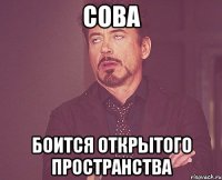 Сова Боится открытого пространства