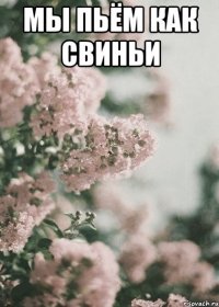 Мы пьём как свиньи 