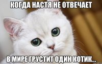 Когда Настя не отвечает В мире грустит один котик...