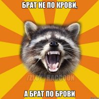Брат не по крови, а брат по брови