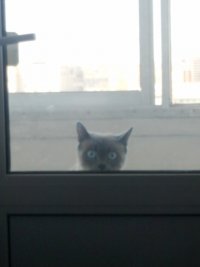 Создать мем Барсик