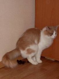 Создать мем кошка срет