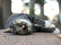 Создать мем кот 24