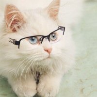 Создать мем кот