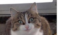 Создать мем кот