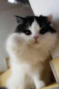 Создать мем котэ любит тебя