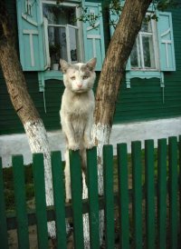 Создать мем котэ
