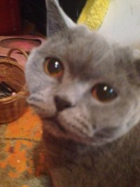 Создать мем котэ