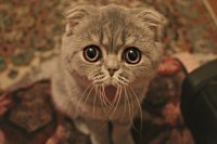 Создать мем НЕ надо котика в мешок нееееееет