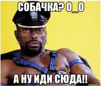 Собачка? О_о а ну иди сюда!!