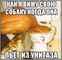 как я вижу свою собаку когда она пьёт из унитаза