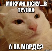 мокрую кіску....в трусах а па мордє?