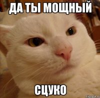 Да ты мощный СЦУКО