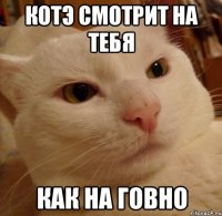 Котэ смотрит на тебя Как на говно