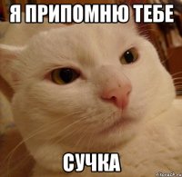 я припомню тебе сучка