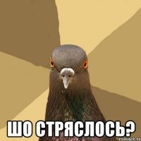  шо стряслось?