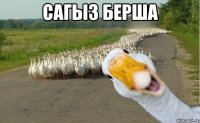 Сагыз берша 