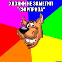 Хозяин не заметил "сюрприза" 