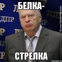 белка- стрелка