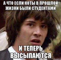 А что если коты в прошлой жизни были студентами И теперь высыпаются