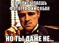 Ты присылаешь фотографии собак но ты даже не...