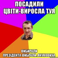 посадили цвіти-виросла туя вибирали презідента-вибрали..януковича