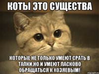 Коты это существа Которые не только умеют срать в тапки,но и умеют ласково обращаться к хозяевым!