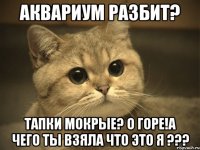 Аквариум разбит? Тапки мокрые? О горе!а чего ты взяла что это я ???