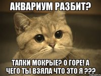 Аквариум разбит? Тапки мокрые? О горе! а чего ты взяла что это я ???