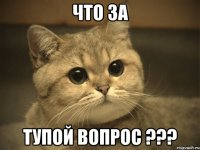 Что за Тупой вопрос ???