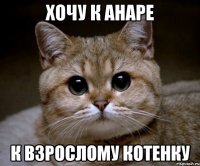 Хочу к Анаре К взрослому котенку