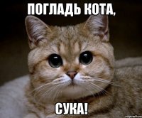 Погладь кота, сука!