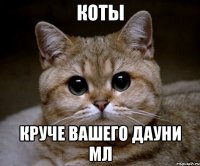 коты круче вашего Дауни мл