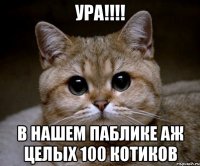 ура!!!! в нашем паблике аж целых 100 котиков