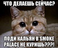 Что делаешь сейчас? Поди кальян в Smoke Palace не куришь???!