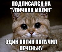 ПОдписался на "Уличная магия" один котик получил печеньку