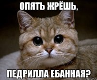 Опять жрёшь, педрилла ебанная?