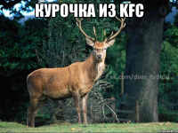 Курочка из KFC 