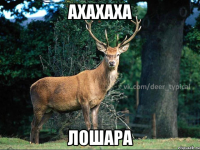 ахахаха лошара