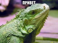 привет 