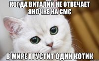 Когда Виталий не отвечает Яночке на смс В мире грустит один котик