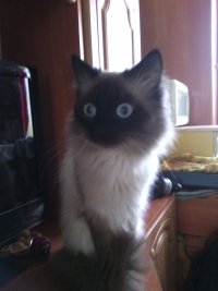 Создать мем Бусик Кот