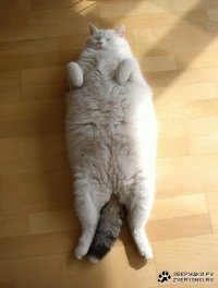 Создать мем кошка