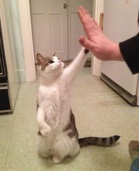 Создать мем коте