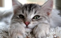 Создать мем котэ