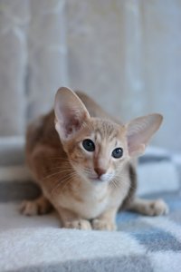 Создать мем ьлолололо