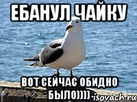 Ебанул чайку Вот сейчас обидно было))))