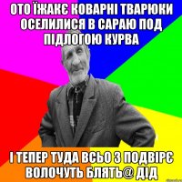 ото їжакє коварні тварюки оселилися в сараю под підлогою курва і тепер туда всьо з подвірє волочуть блять@ дід