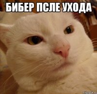 Бибер псле ухода 